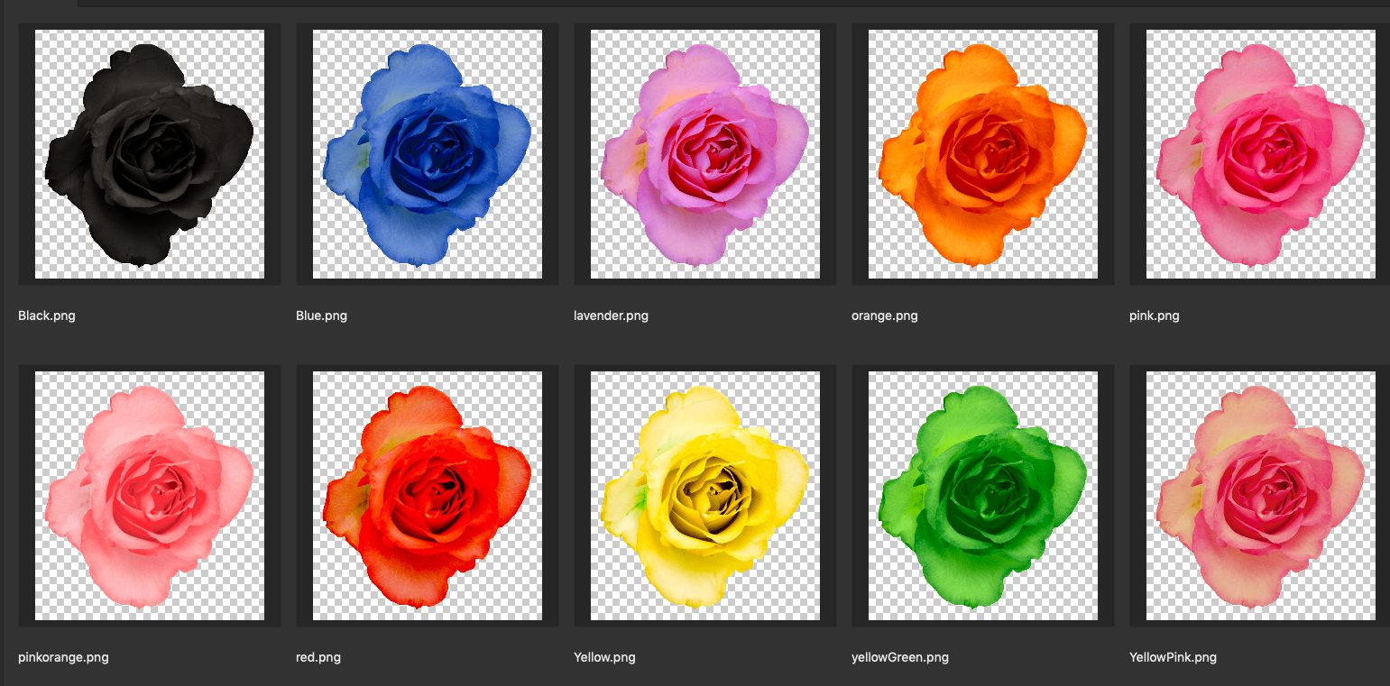 薔薇の花（黒・青・紫・オレンジ・ピンク・緑・黄）
